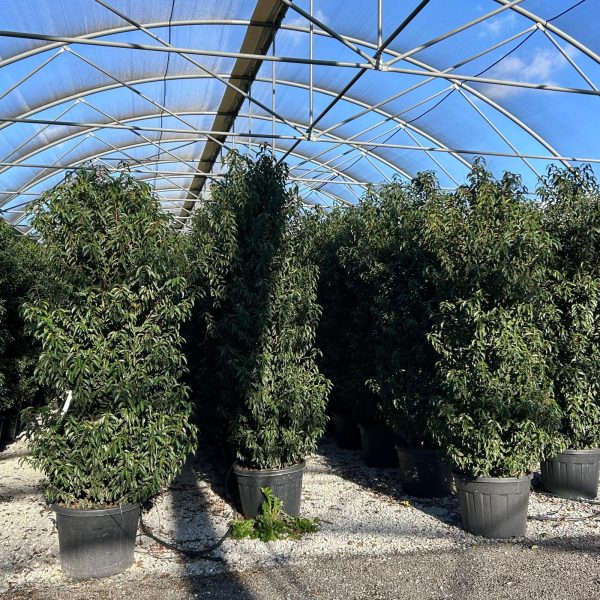 Prunus lusitanica `Angustifolia` (Portugalski lovorikovec)