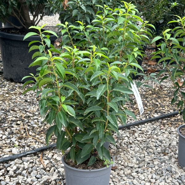 Prunus lusitanica `Angustifolia` (Portugalski lovorikovec)