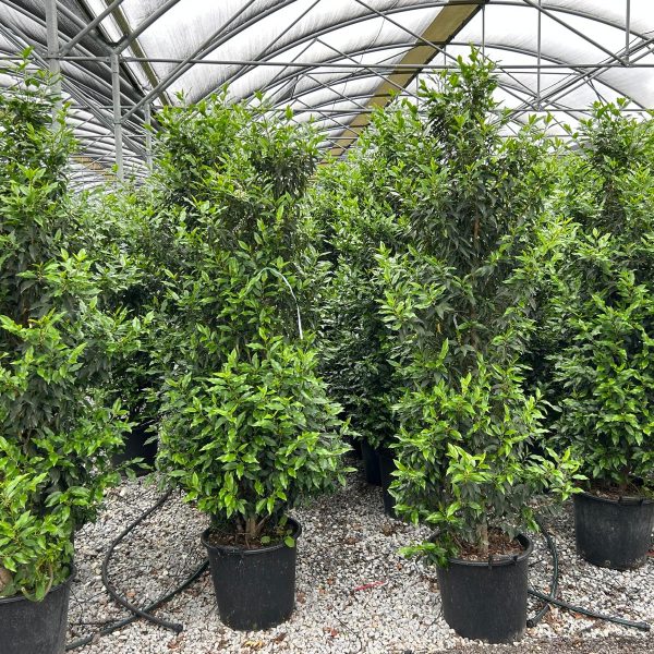 Prunus lusitanica `Angustifolia` (Portugalski lovorikovec)