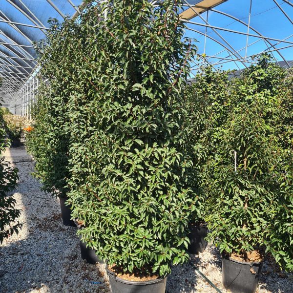 Prunus lusitanica `Angustifolia` (Portugalski lovorikovec)