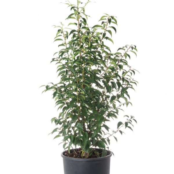 Prunus lusitanica `Angustifolia` (Portugalski lovorikovec)