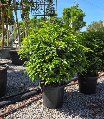 Prunus lusitanica 'ANGUSTIFOLIA' PRLUANBALL-I-8051838557046