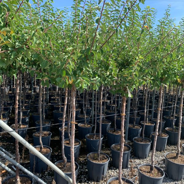 Prunus sativa 'MIRABELLE DE NANCY' PRSAMIDENAST-I-8051838524888
