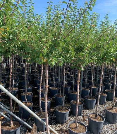 Prunus sativa 'MIRABELLE DE NANCY' PRSAMIDENAST-I-8051838524888