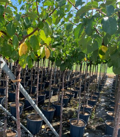 Prunus sativa 'REINE CLAUDE DOREE' PRSARECLDOST-I-8051838524857
