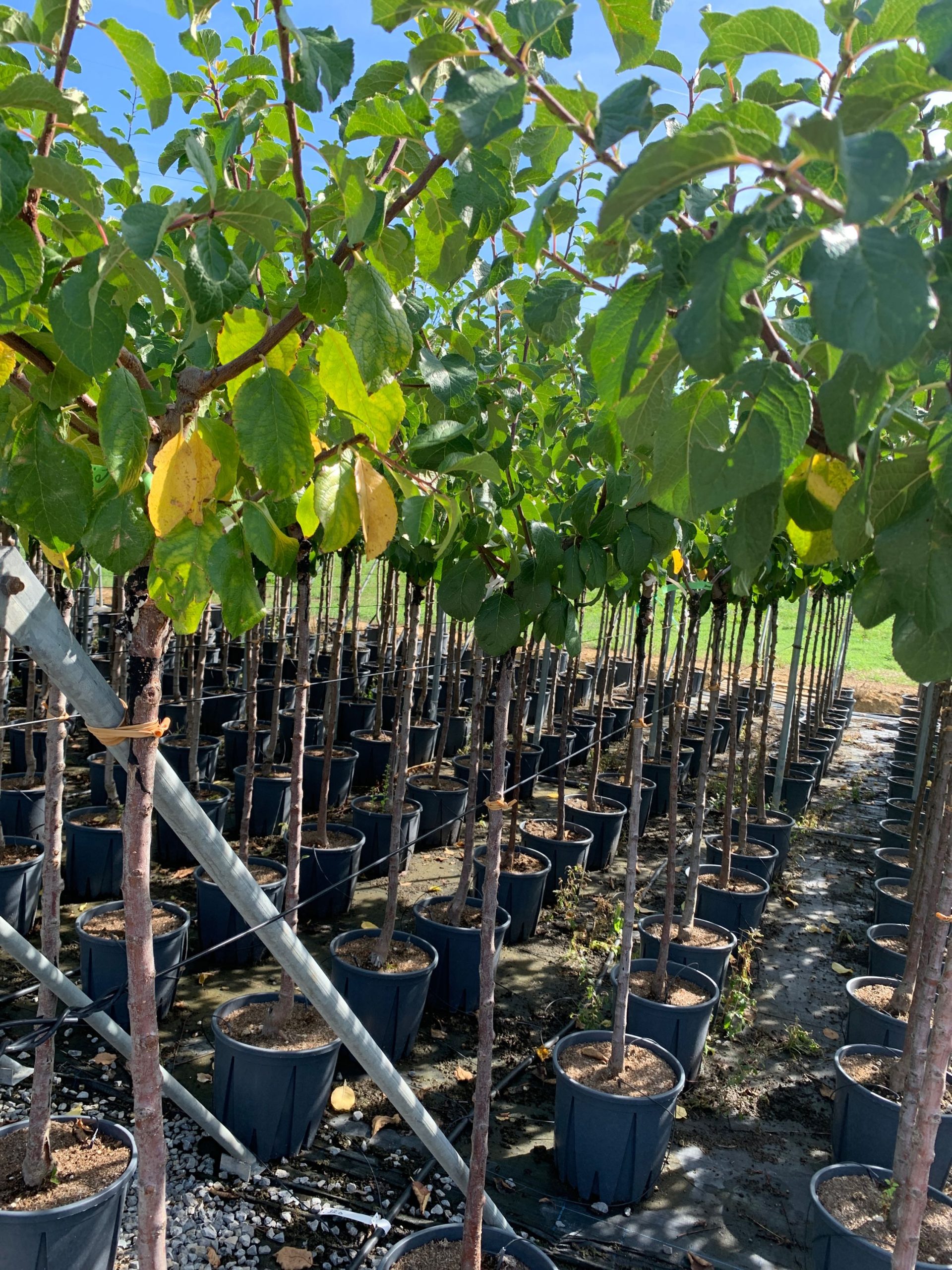PRSARECLDOST-I-8051838524857 Prunus sativa 'REINE CLAUDE DOREE' PRSARECLDOST-I-8051838524857