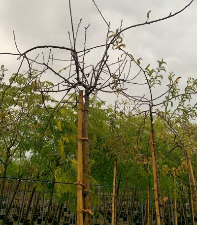 Prunus subhirtella 'PENDULA' PRSUPE-I-8051838255324