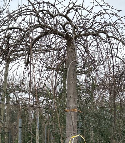 Prunus subhirtella 'SNOW FOUNTAIN' PRSUSNFO-I-8051838347241