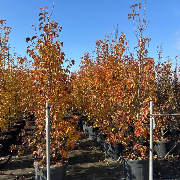 Pyrus calleryana 'Chanticleer' (Stožčasta okrasna hruška)