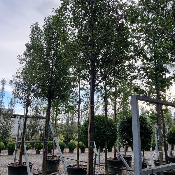 Pyrus calleryana 'Chanticleer' (Stožčasta okrasna hruška)