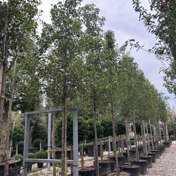 Pyrus calleryana 'Chanticleer' (Stožčasta okrasna hruška)