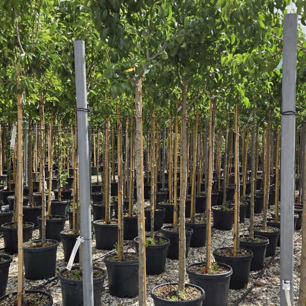 Pyrus communis 'BEURRE HARDY' PYCOBEHAST-I-8051838590050