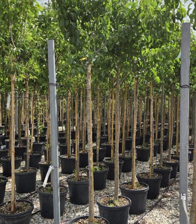 Pyrus communis 'BEURRE HARDY' PYCOBEHAST-I-8051838590050