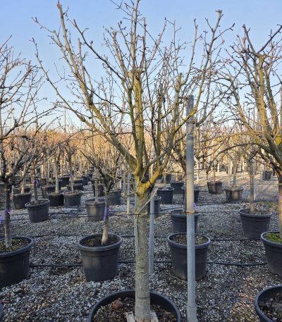 Pyrus communis 'CONFERENCE' PYCOCOST-I-8051838442366