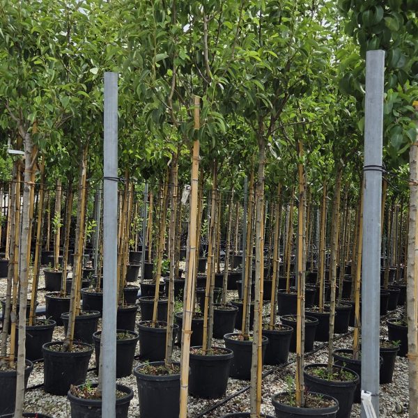 Pyrus communis 'WILLIAMS' PYCOWIST-I-8051838590043