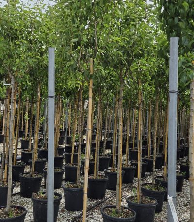 Pyrus communis 'WILLIAMS' PYCOWIST-I-8051838590043