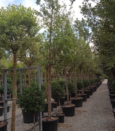 Quercus × HISPANICA 'WAASLAND' QUHIWA-I-8051838256239