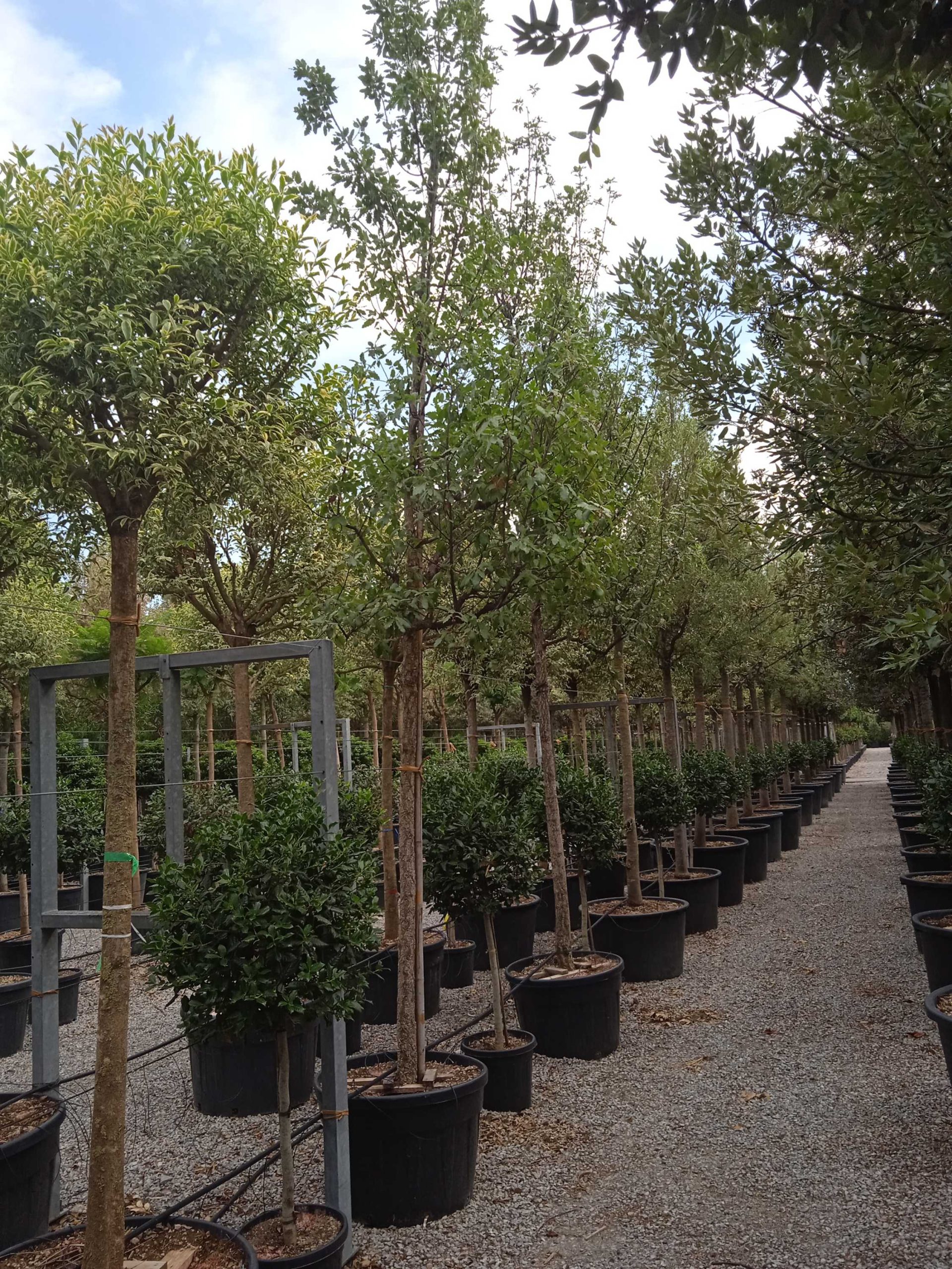 QUHIWA-I-8051838256239 Quercus × HISPANICA 'WAASLAND' QUHIWA-I-8051838256239