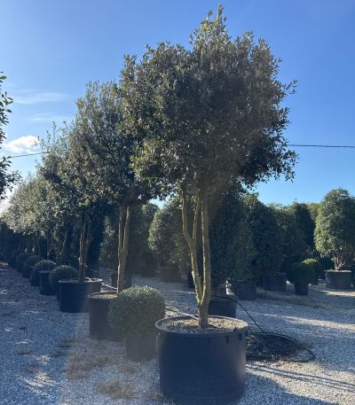 Quercus ilex QUILMULTI-I-8051838475517