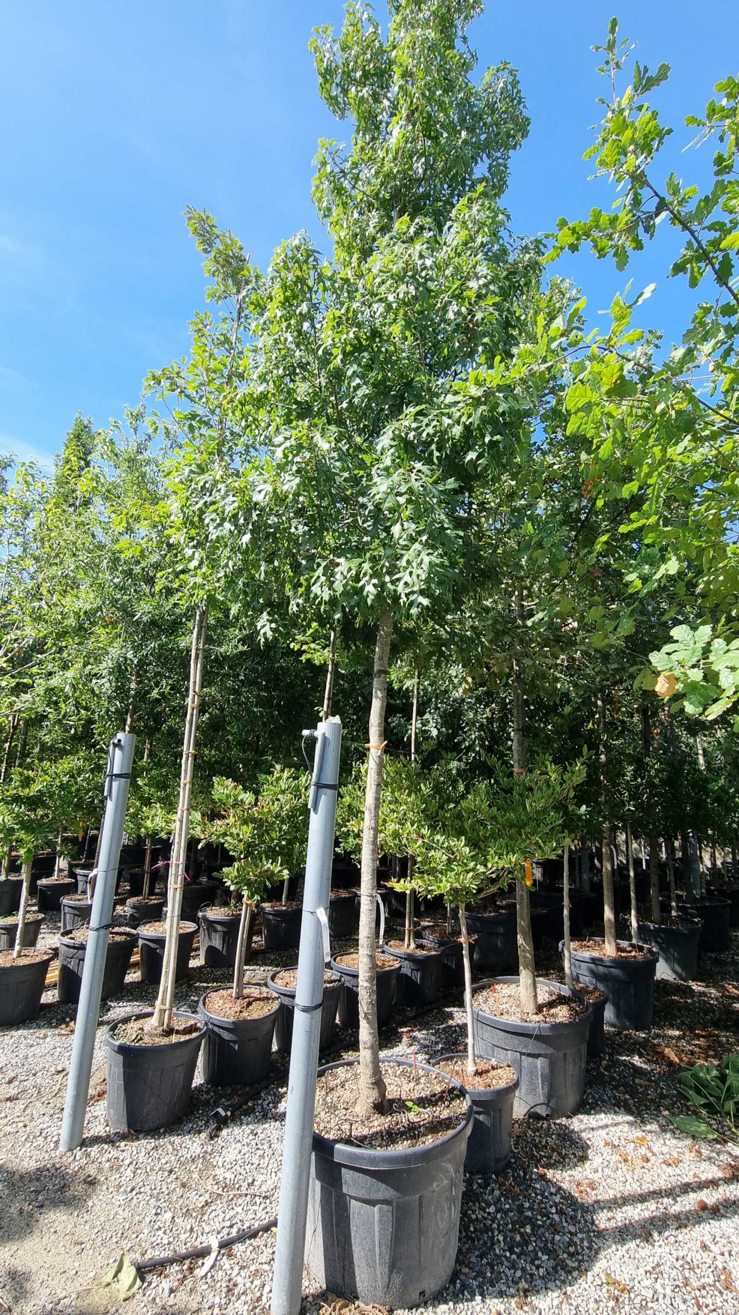 QUPA-I-8051838457124 Quercus palustris QUPA-I-8051838457124