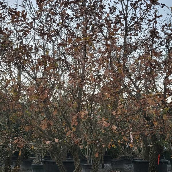 Quercus pubescens