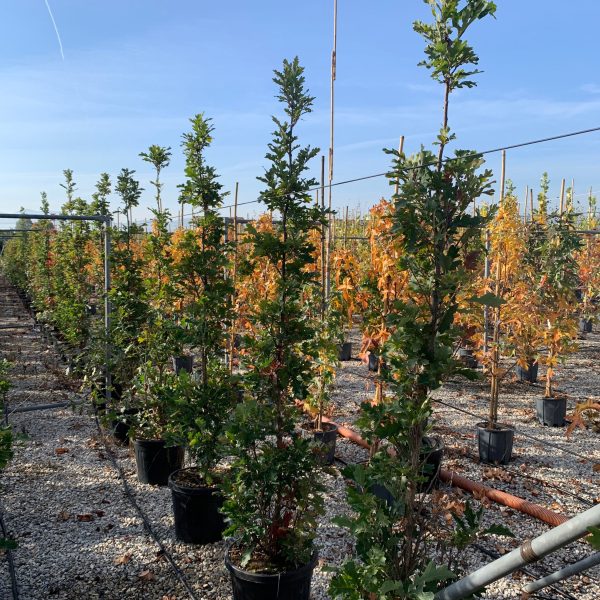 Quercus robur 'Fastigiata Koster' (Stebrasti hrast DOB)