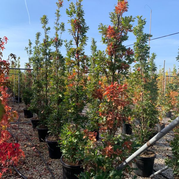 Quercus robur 'Fastigiata Koster' (Stebrasti hrast DOB)