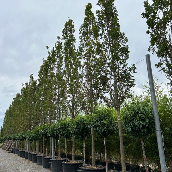 Quercus robur 'Fastigiata Koster' (Stebrasti hrast DOB)