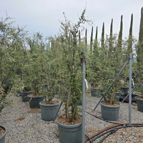Quercus suber
