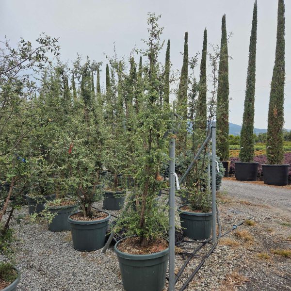 Quercus suber