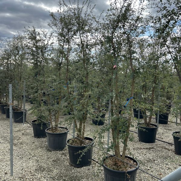 Quercus suber