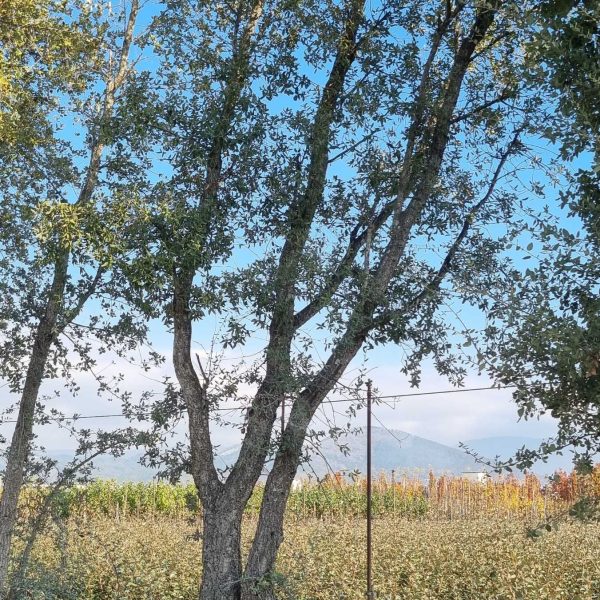 Quercus suber