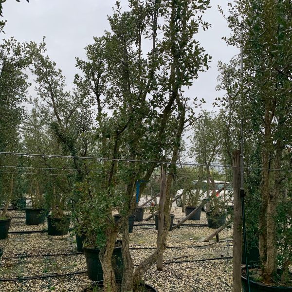 Quercus suber