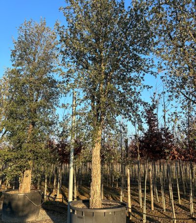 Quercus suber QUSUST-I-8051838331042