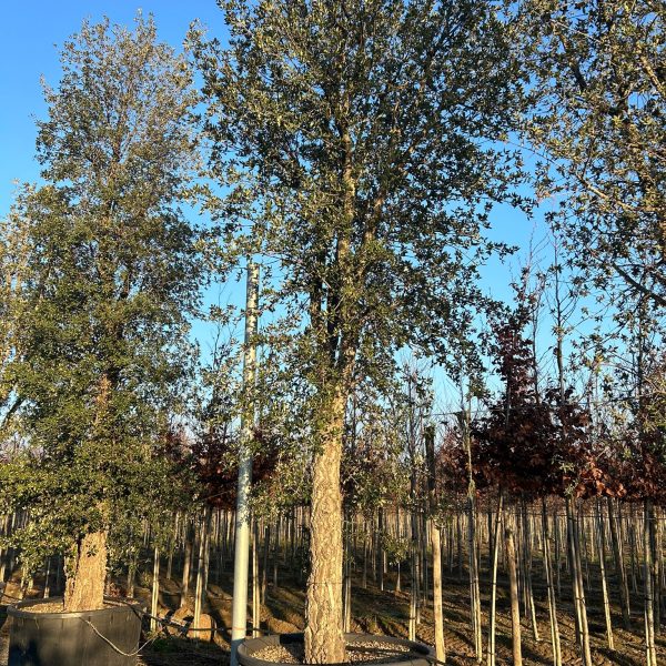 Quercus suber QUSUST-I-8051838331042