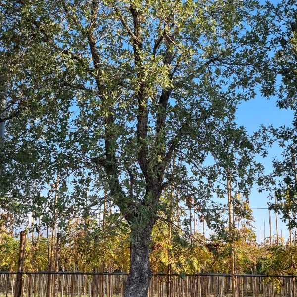 Quercus suber