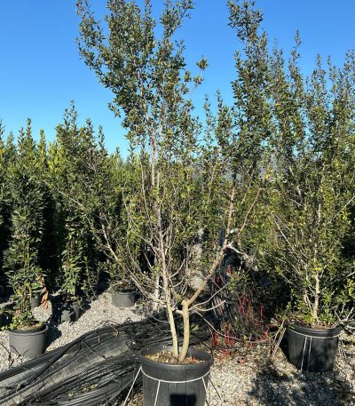 Rhamnus alaternus RHAL-I-8051838606492