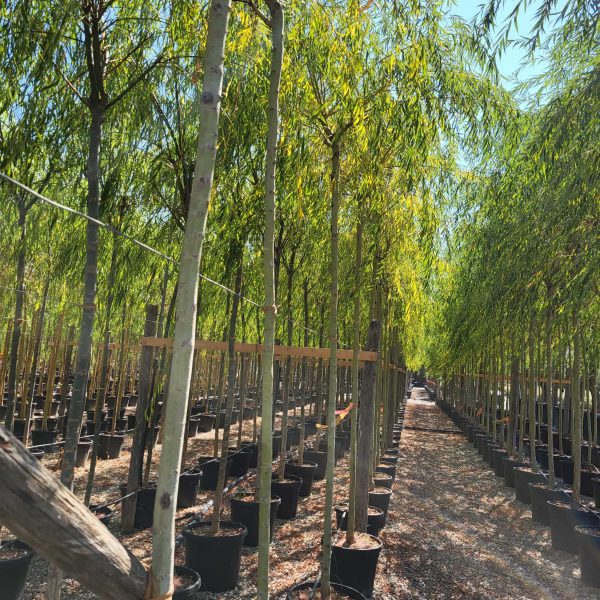 Salix babylonica 'AUREA' SABAAU-I-8051838677348