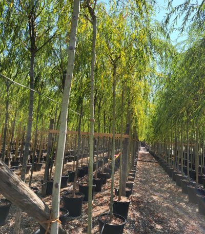 Salix babylonica 'AUREA' SABAAU-I-8051838677348