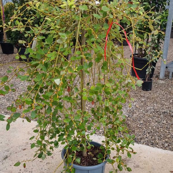Salix caprea 'Pendula' (Povešava vrba iva)