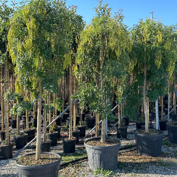 Sophora japonica 'Pendula' (Japonska sofora)