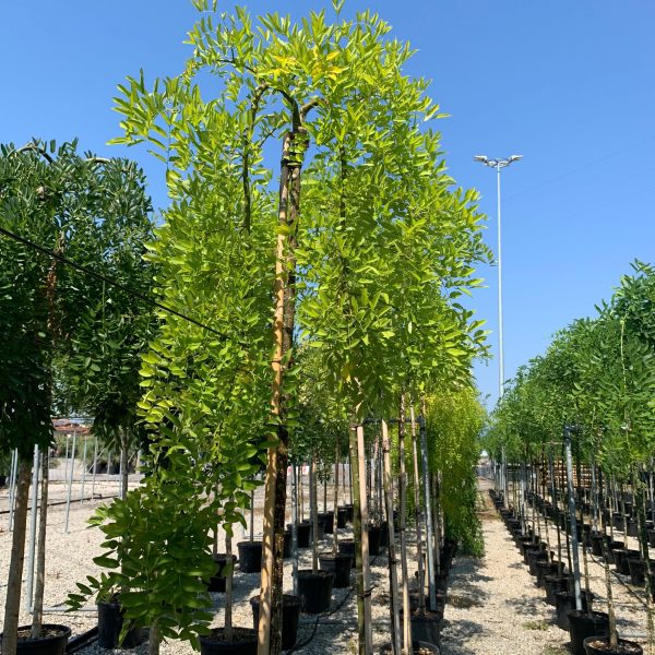 Sophora japonica 'Pendula' (Japonska sofora)