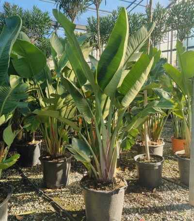 Strelitzia augusta STAU-I-8051838629743