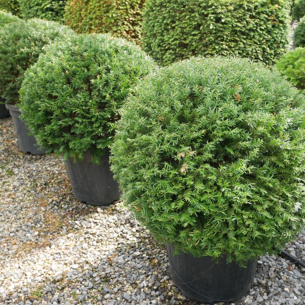 Taxus baccata BALL (Navadna tisa)