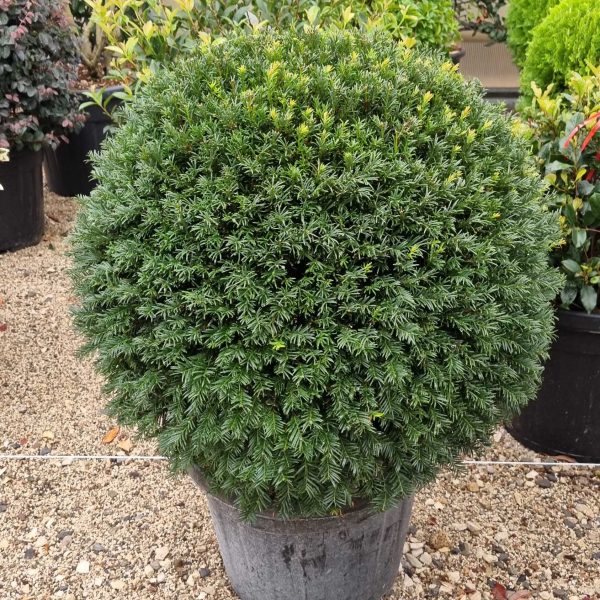 Taxus baccata BALL (Navadna tisa)
