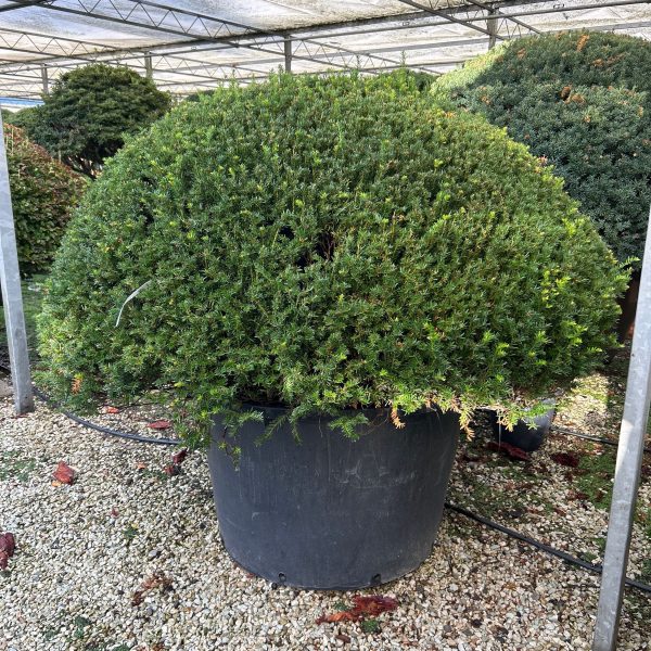 Taxus baccata BALL (Navadna tisa)