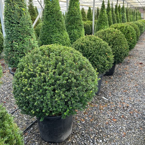 Taxus baccata BALL (Navadna tisa)
