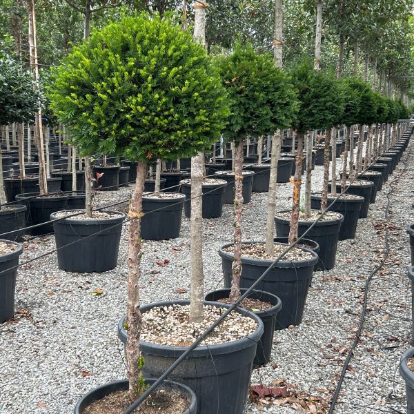 Taxus baccata 'Standishii' (Stebrasta tisa)