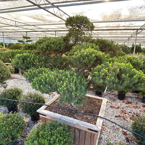 Taxus cuspidata