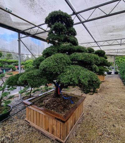Taxus cuspidata TACUBONSAI-I-8051838561906